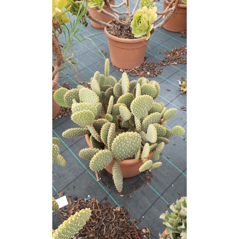 foto del prodotto opuntia microdasys rossa