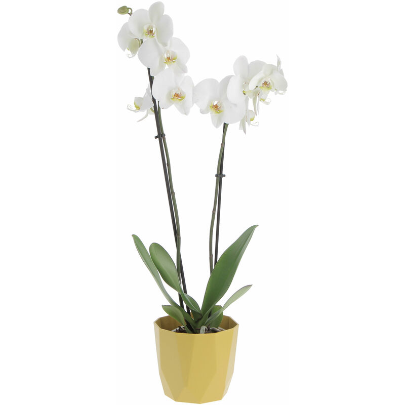 foto del prodotto orchidea phalaenopsis bianca con eco vaso decorativo piante vere fiorite da interno h 60 70 cm vaso 12 cm