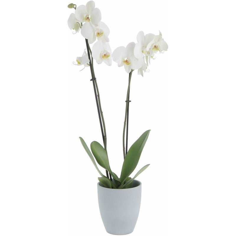 foto del prodotto orchidea phalaenopsis bianca con vaso in ceramica grey stone piante vere fiorite da interno h 60 70 cm vaso 12 cm