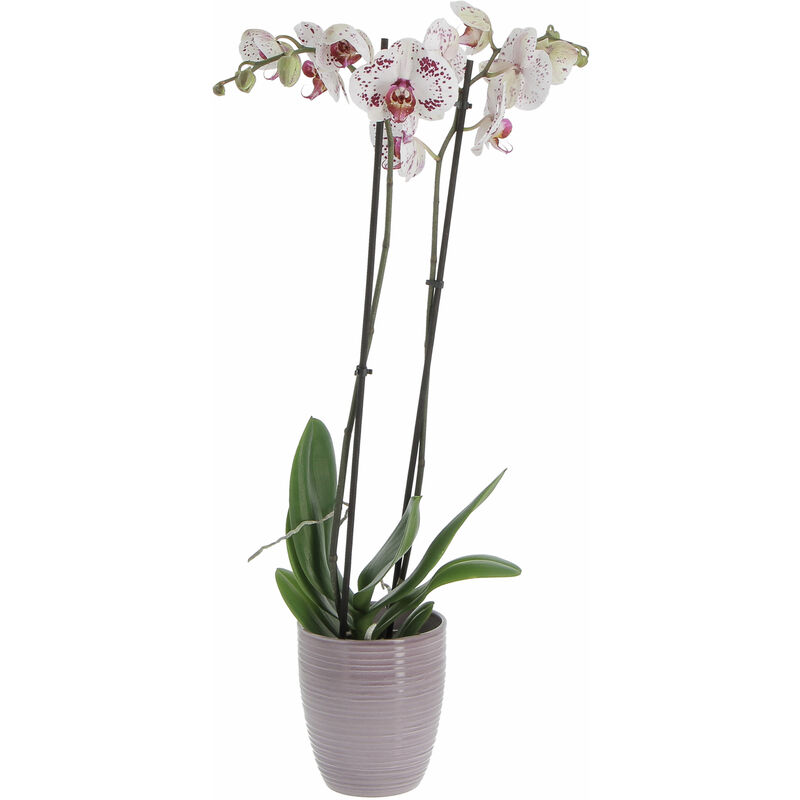 foto del prodotto orchidea phalaenopsis bicolore con vaso in ceramica glass malva piante da interno vere fiorite h 60 70 cm vaso 12 cm