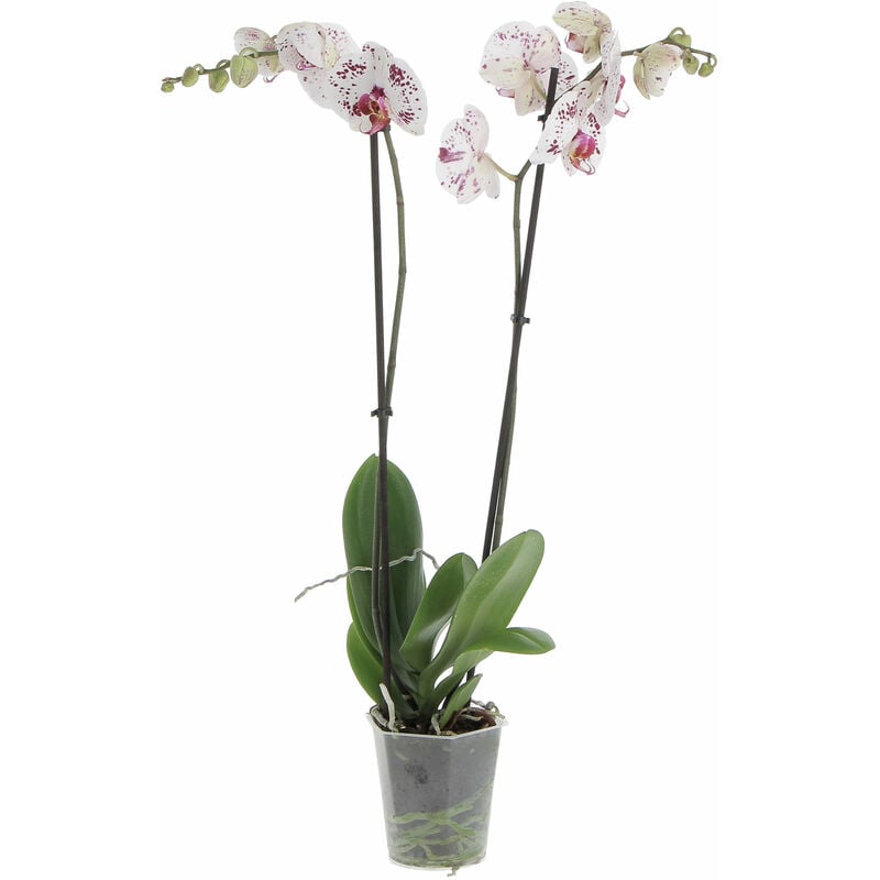foto del prodotto orchidea phalaenopsis bicolore piante da interno vere fiorite h 60 70 cm vaso 12 cm