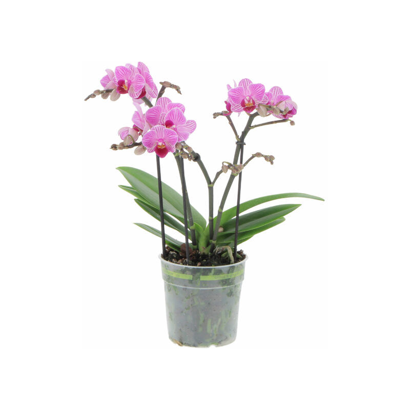 foto del prodotto orchidea phalaenopsis boquetto fucsia rara piante da interno vere fiorite purifica aria appartamento vaso 12 cm