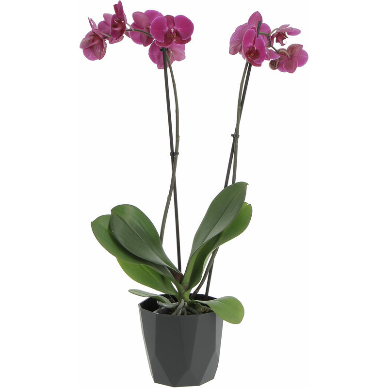 foto del prodotto orchidea phalaenopsis fucsia con eco vaso rock black piante fiorite vere da interno h 60 70 cm vaso 12 cm