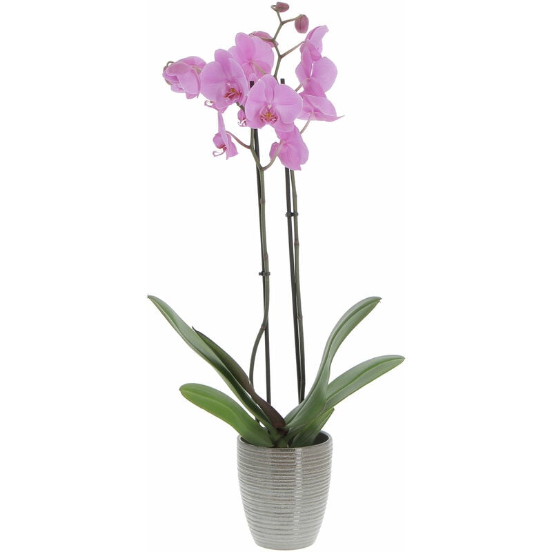 foto del prodotto orchidea phalaenopsis rosa con vaso in ceramica wild ice piante vere fiorite da appartamento h 60 70 cm vaso 12 cm