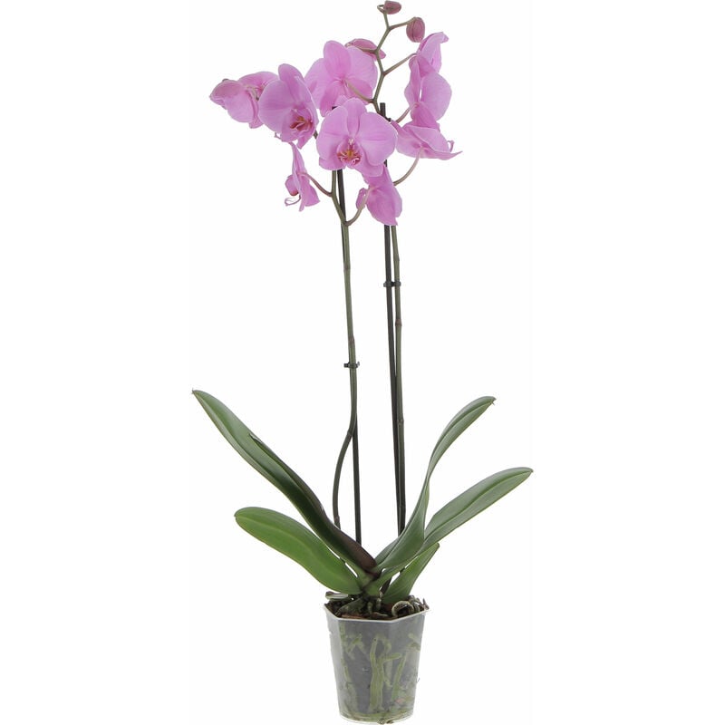 foto del prodotto orchidea phalaenopsis rosa piante vere fiorite da appartamento h 60 70 cm vaso 12 cm