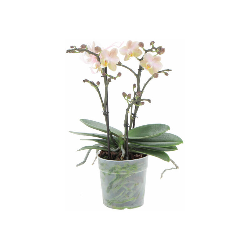 foto del prodotto orchidea vera pianta rara phalaenopsis aromio powdery profumata piante da interno fiorite purifica aria vaso 12 cm