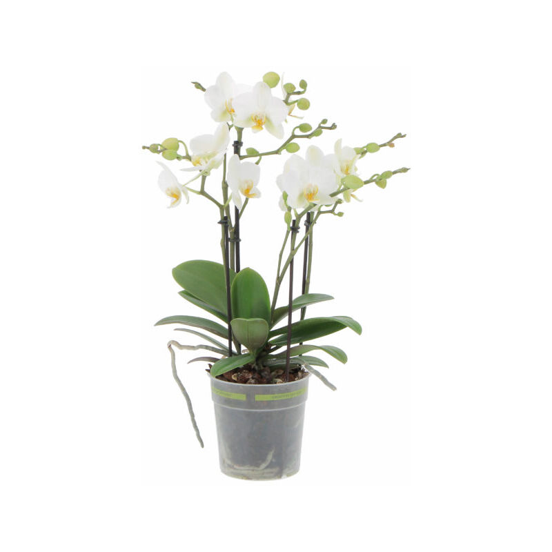 foto del prodotto orchidea vera pianta rara phalaenopsis boquetto bianca piante da interno fiorite purifica aria vaso 12 cm