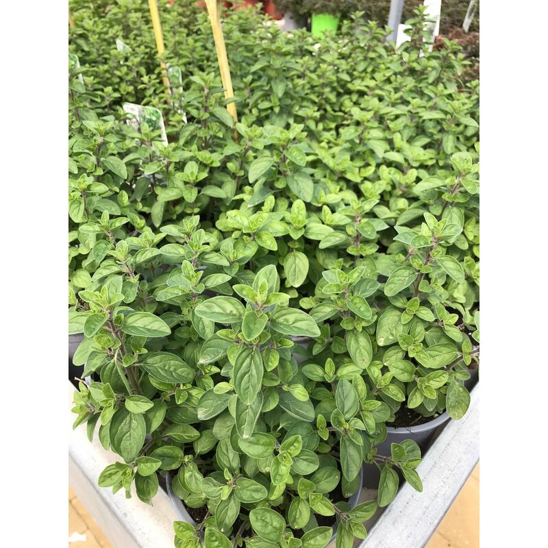 foto del prodotto origano comune