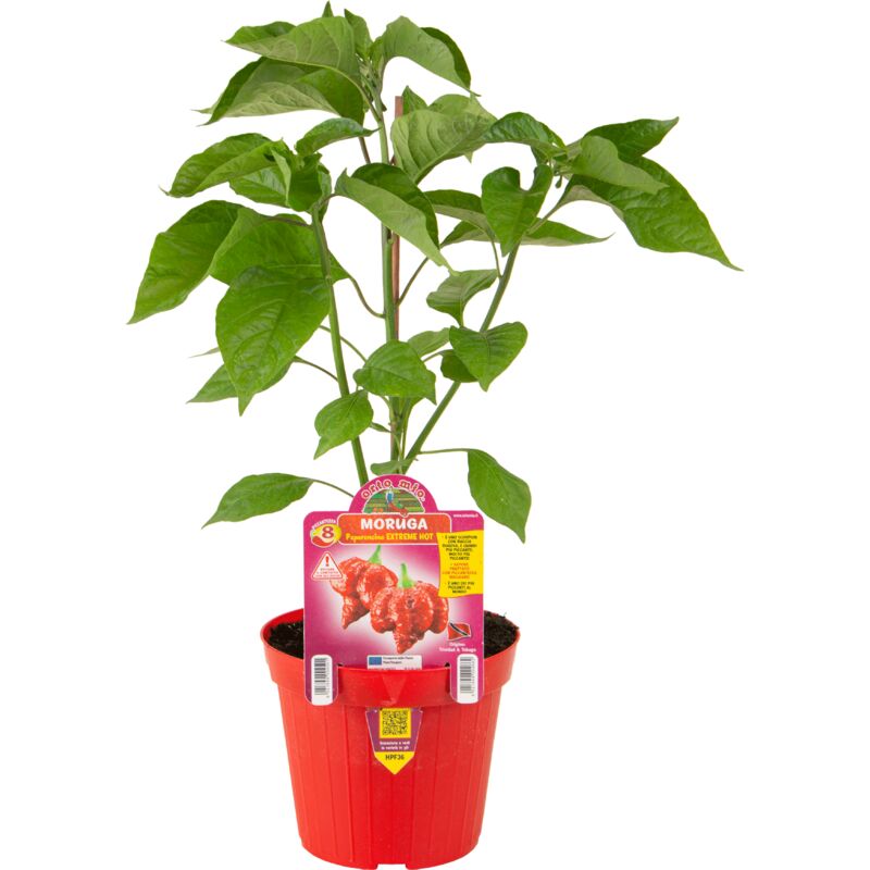foto del prodotto orto mio peperoncino extreme hot moruga scorpion rosso
