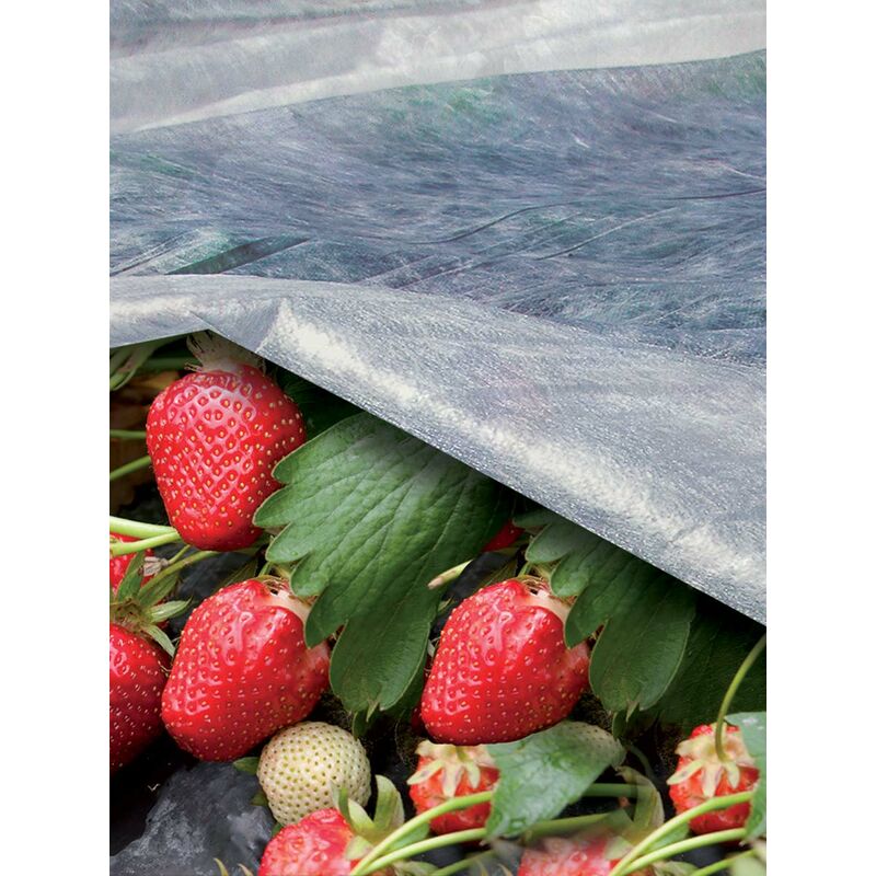 foto del prodotto ortoclima tessuto non tessuto per orto e giardino m.1,6x5 17gr mq