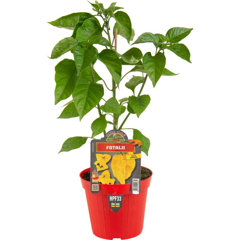 foto del prodotto ortomio peperoncino very hot fatalii giallo