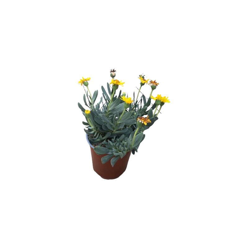 foto del prodotto othonna cheirifolia