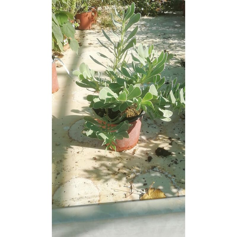 foto del prodotto othonna cheirifolia v16