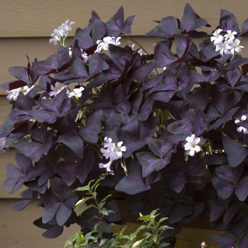 foto del prodotto oxalis triangularis la pianta ballerina o farfalla
