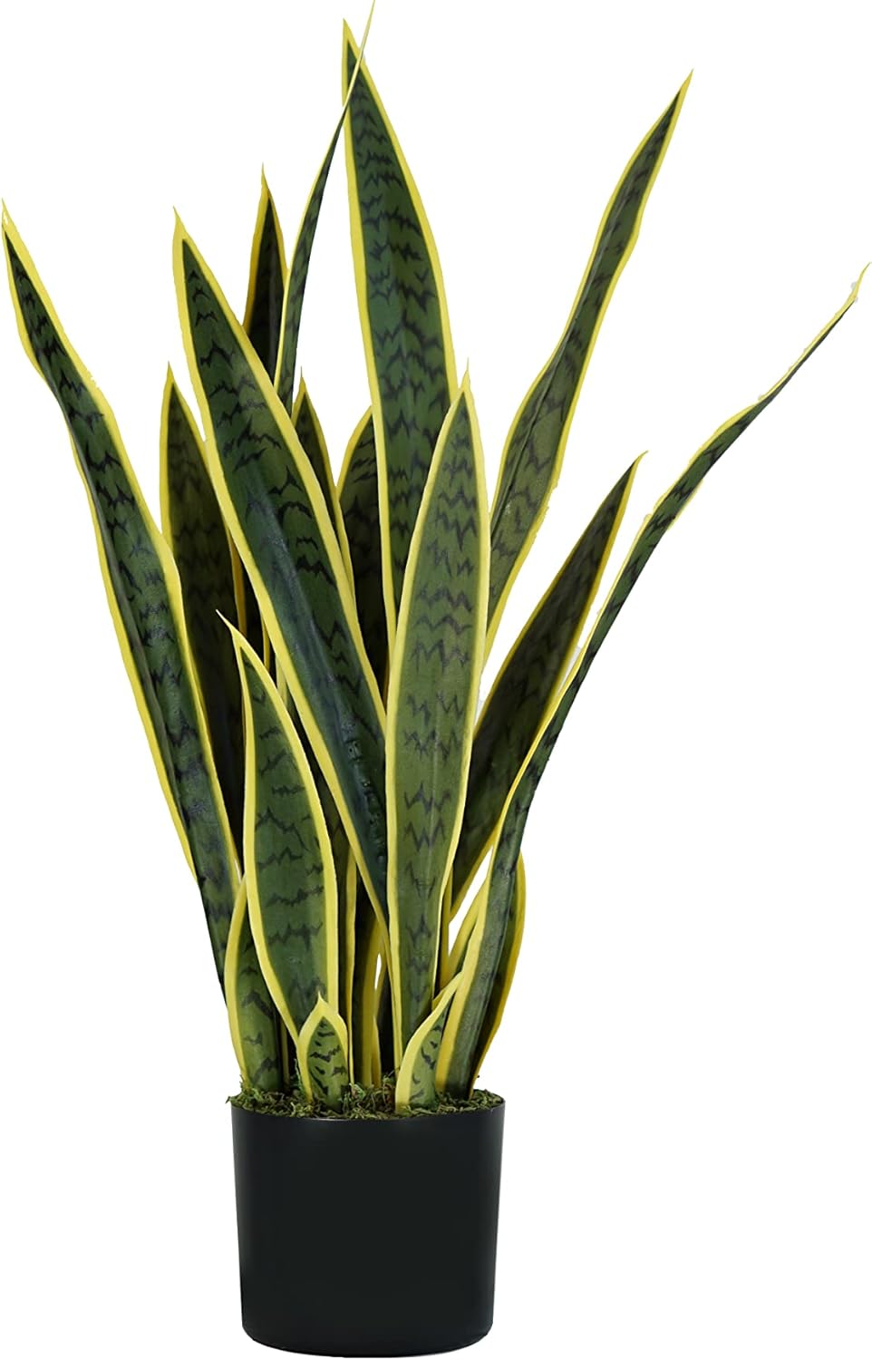 foto del prodotto p2150075 pianta sansevieria 21 foglie