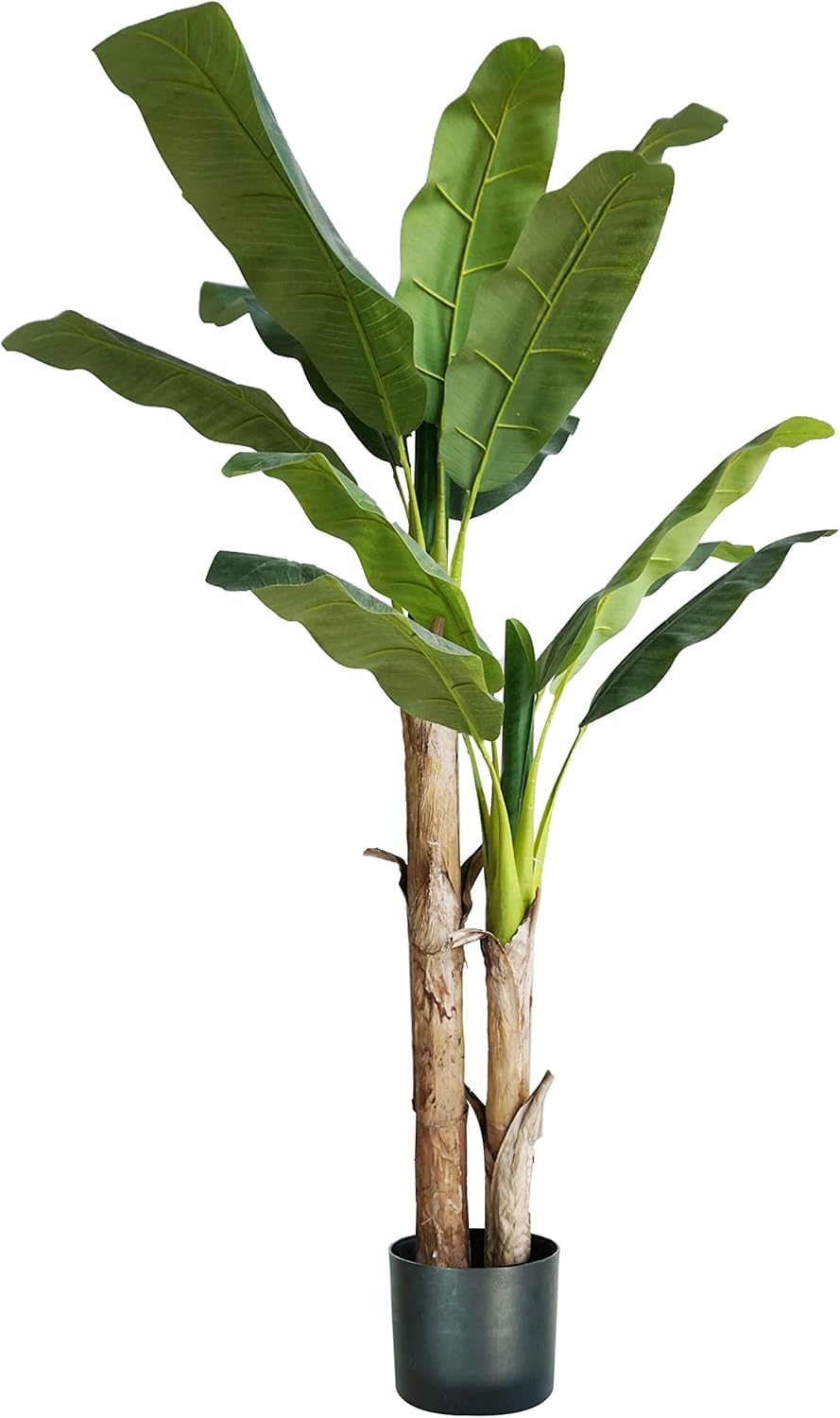 foto del prodotto p2150515 pianta banano 17 foglie