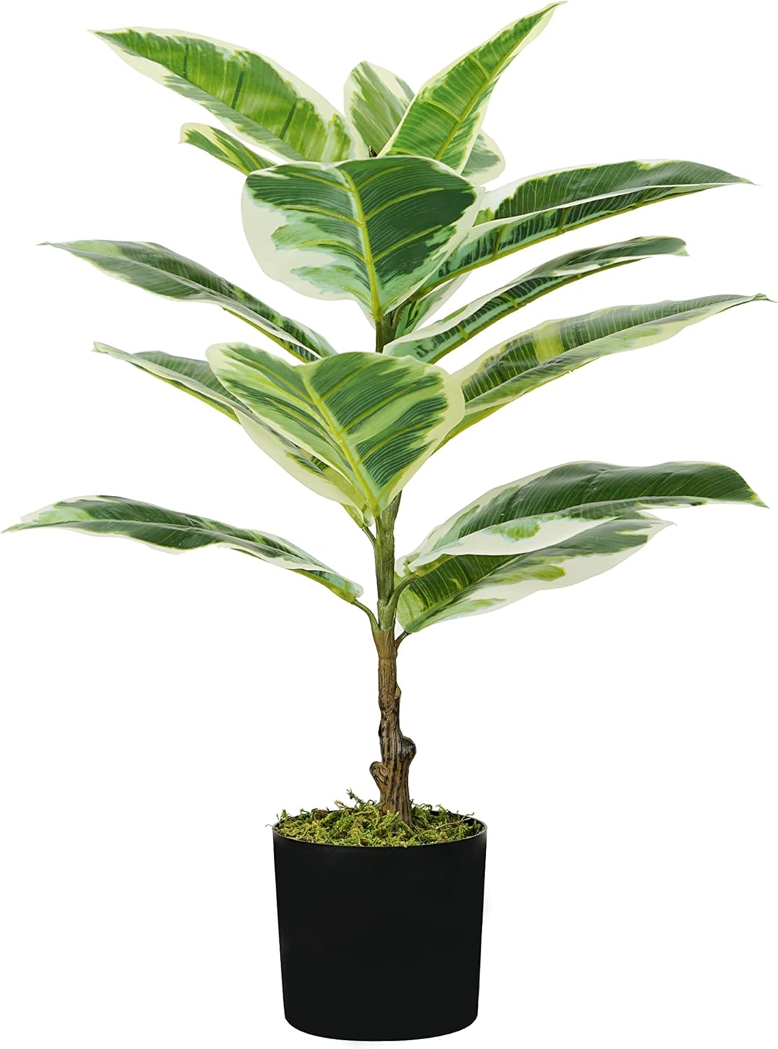 foto del prodotto p2150543 - pianta ficus elastica 15 foglie