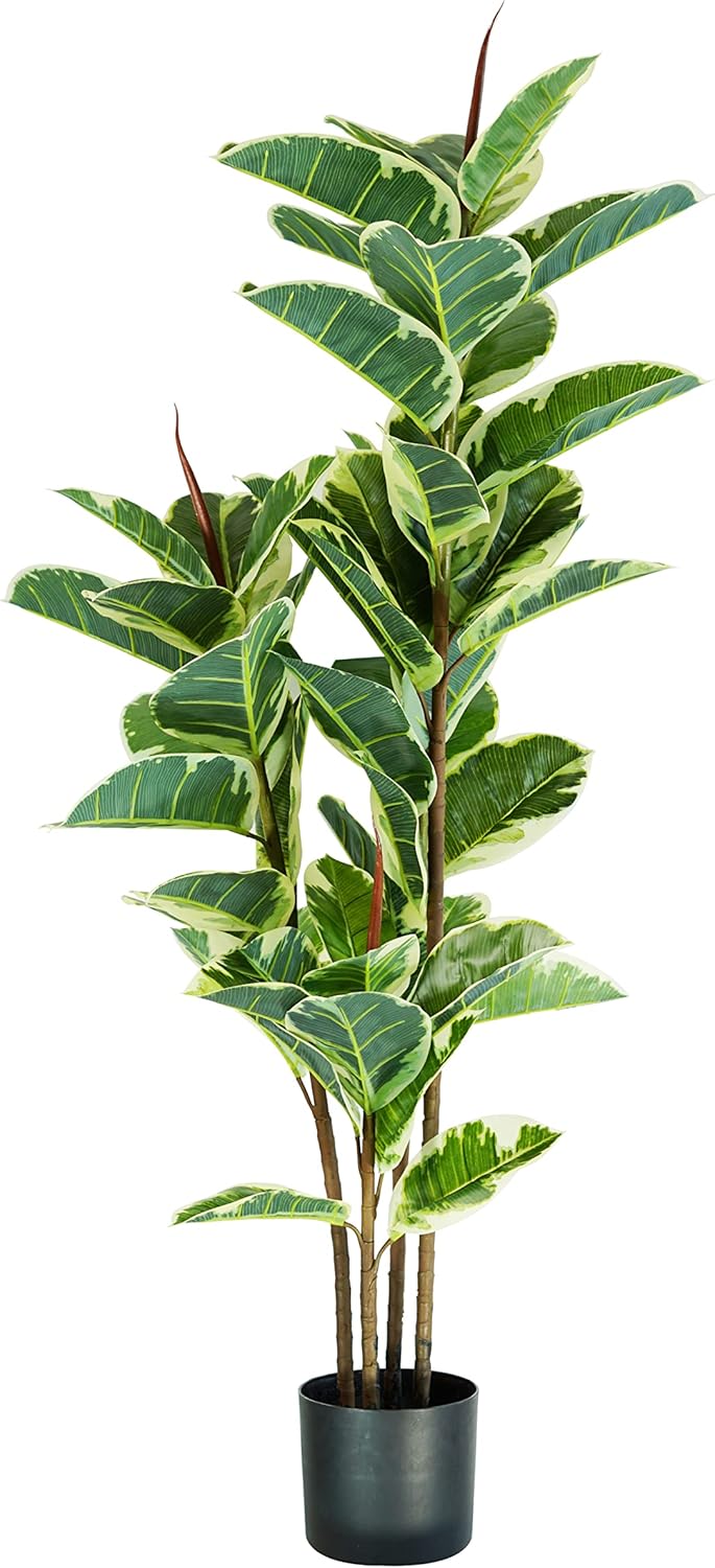 foto del prodotto p2150544 pianta ficus elastica 54 foglie