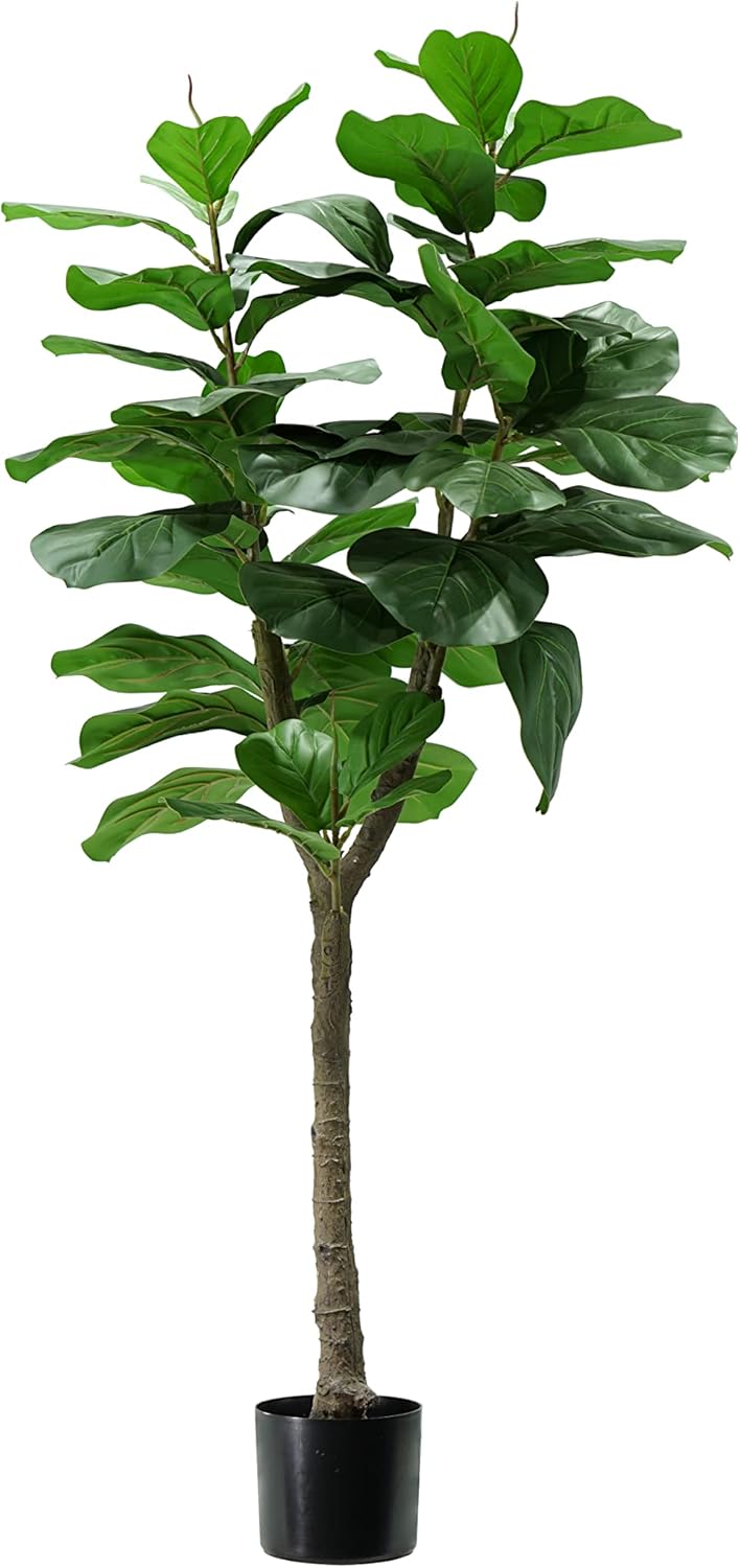 foto del prodotto p2150570 pianta ficus lyrata 60 foglie