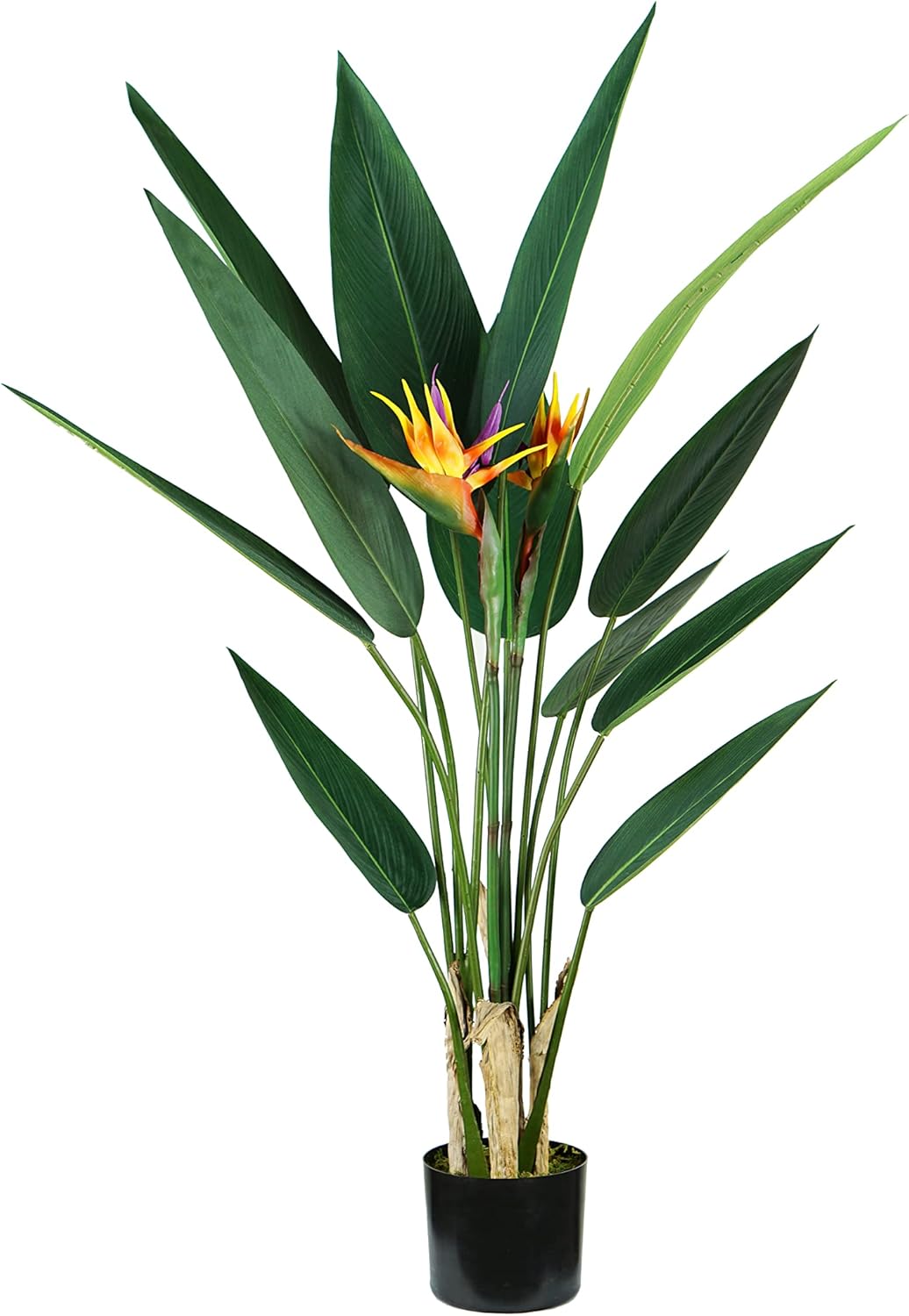 foto del prodotto p2150598 - pianta strelitzia 12 foglie 2 fiori