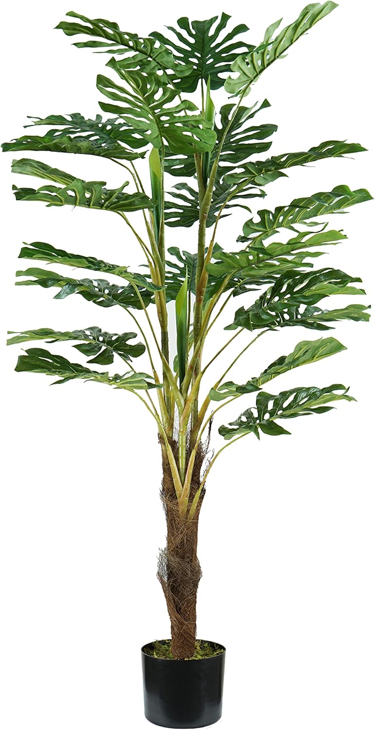 foto del prodotto p2150623 pianta monstera 24 foglie