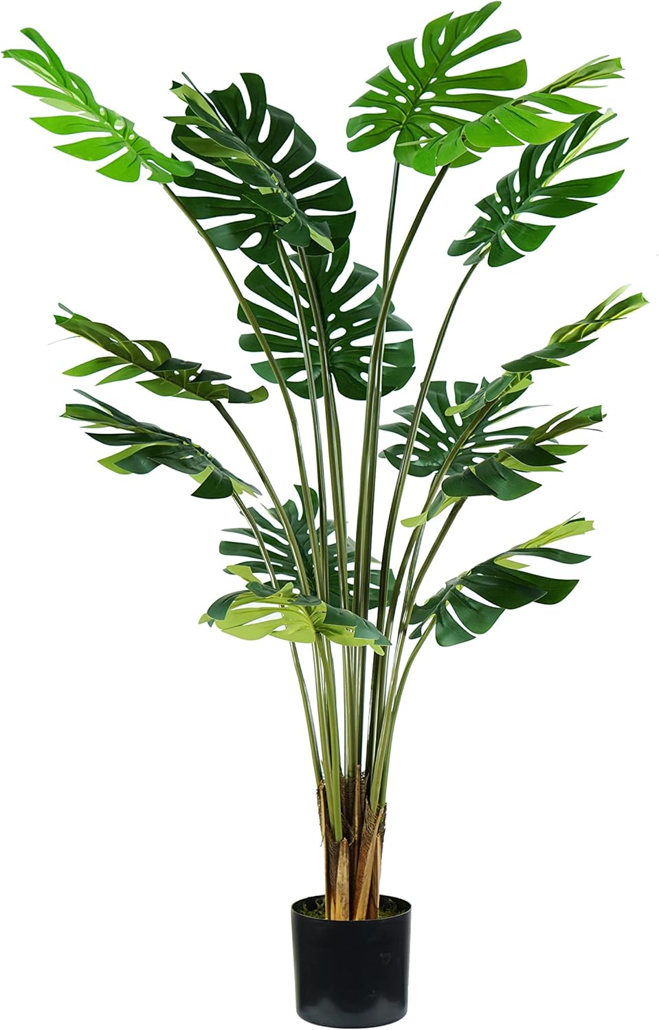 foto del prodotto p2150624 pianta monstera 16 foglie