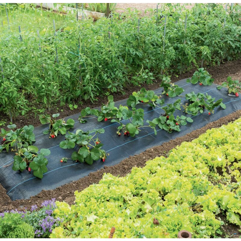 foto del prodotto pacciame speciale alle fragole fresasol 1,50 x 5 m nortene