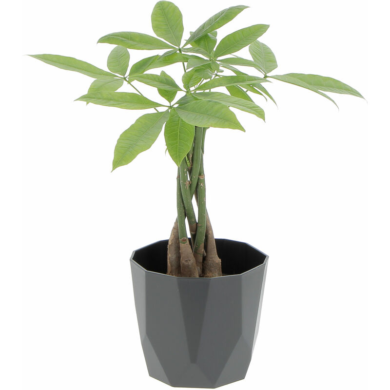 foto del prodotto pachira acquatica con eco vaso black h 25 35 cm vaso 12 cm