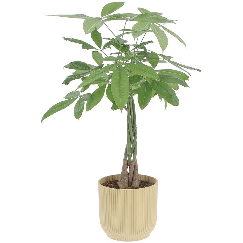 foto del prodotto pachira acquatica con eco vaso yellow h 60 70 cm vaso 17 cm