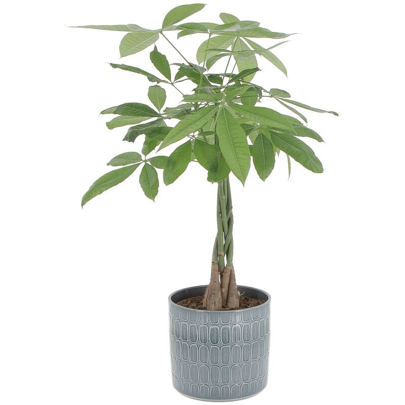 foto del prodotto pachira acquatica con vaso in ceramica alma h 60 70 cm vaso 17 cm