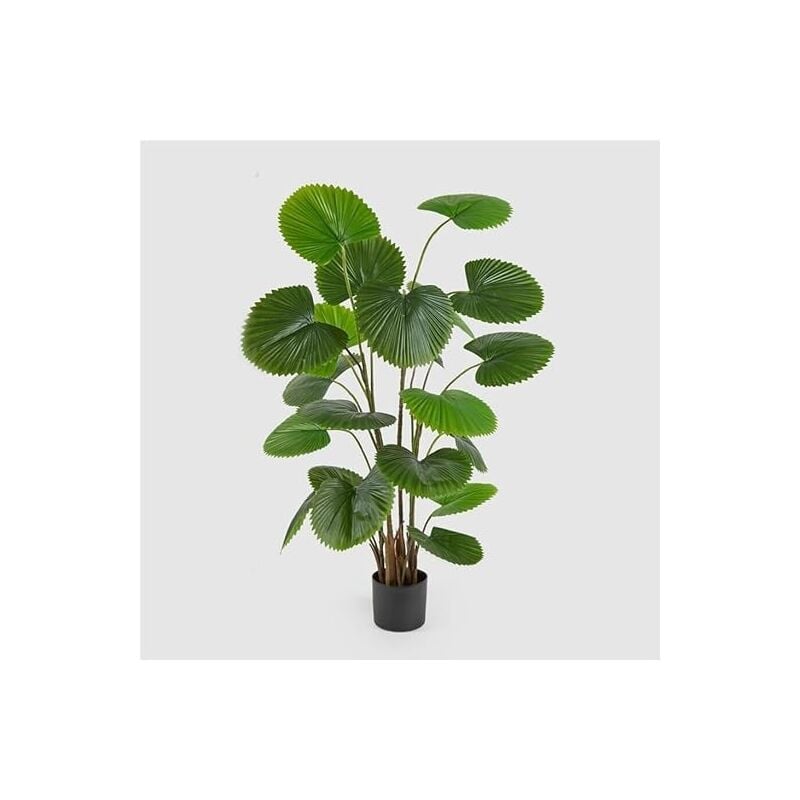 foto del prodotto palma camerus c vaso h150 - edg