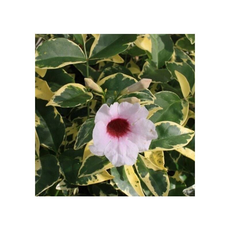foto del prodotto pandorea jasminoide variegata vaso 18cm, h 120cm