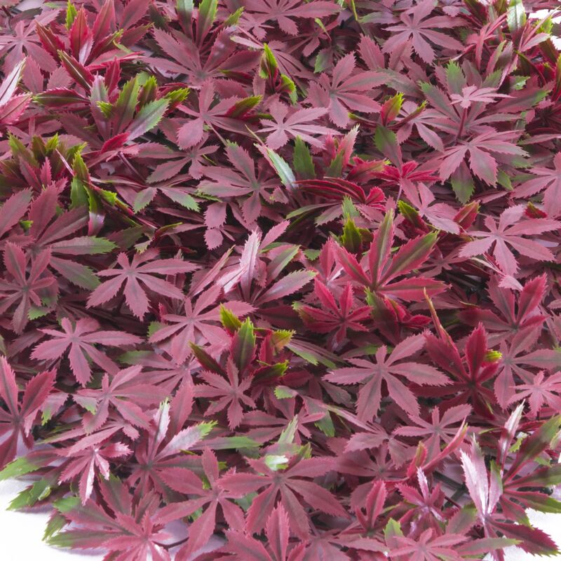 foto del prodotto pannello componibile con foglie artificiali tipo acero rosso, divy panel arce 0,5x0,5 m per decorazione parete giardino verticale - tenax