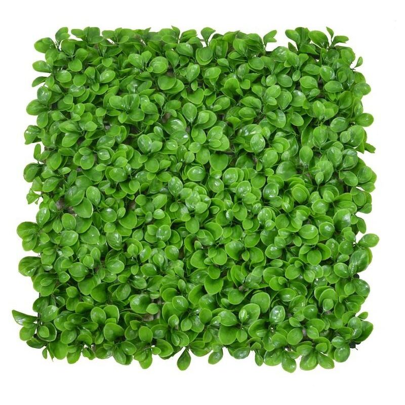 foto del prodotto pannello peperomia cm50x50h0,5
