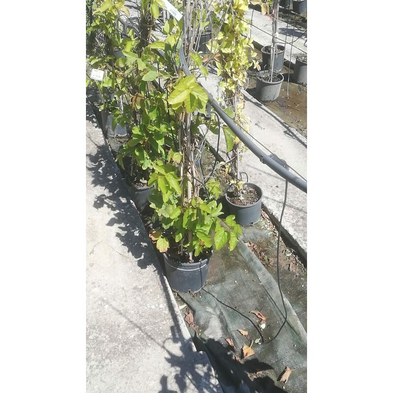 foto del prodotto passiflora vitifolia v20