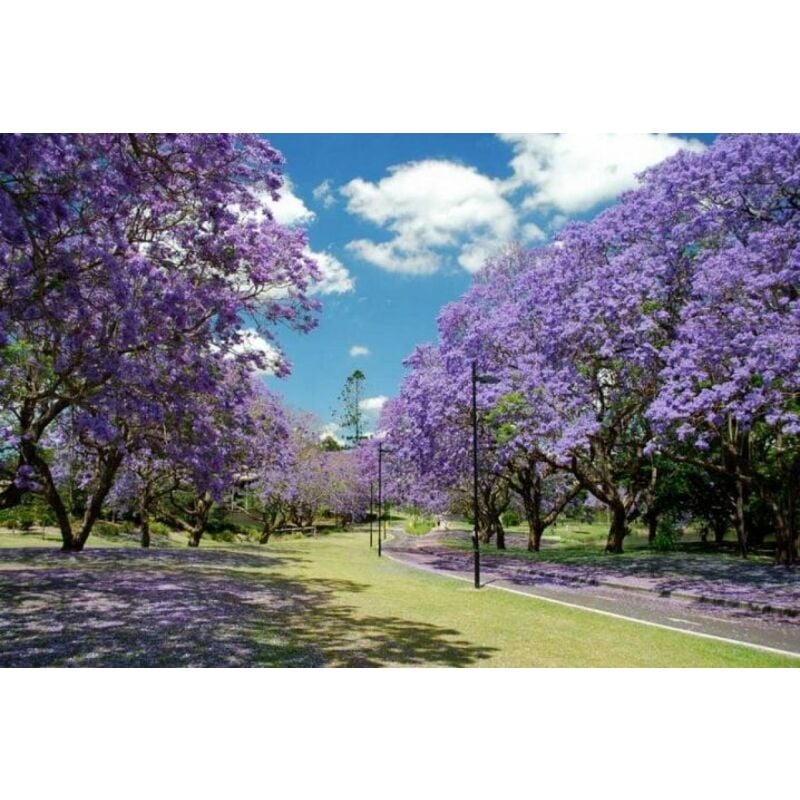 foto del prodotto paulownia tomentosa paulonia vaso 16cm h 130 cm foto reali