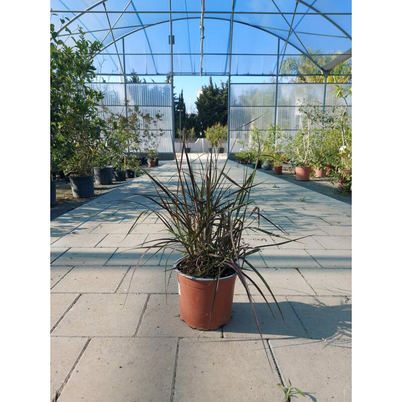 foto del prodotto pennisetum setaceum rubrum