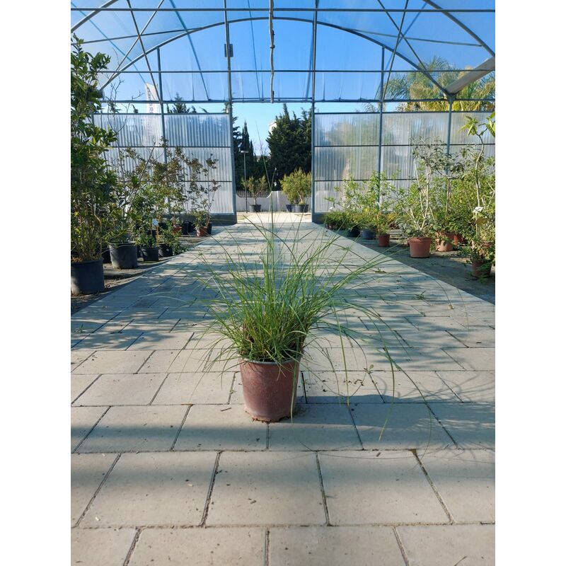 foto del prodotto pennisetum villosum