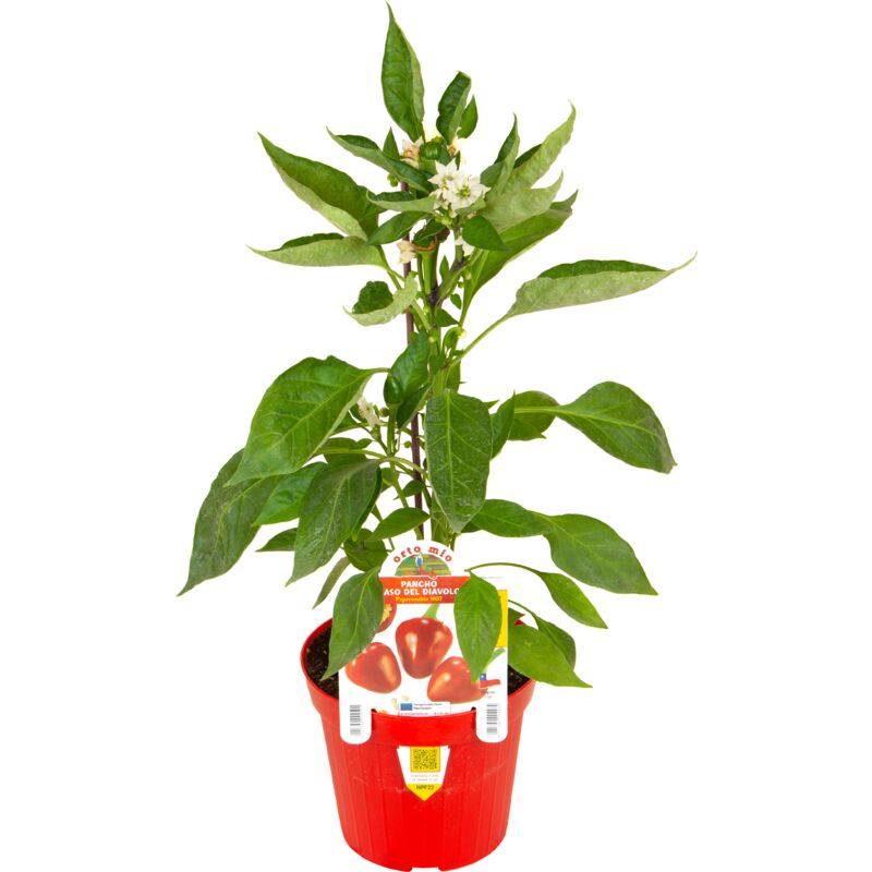 foto del prodotto peperoncino hot naso del diavolo pancho orto mio