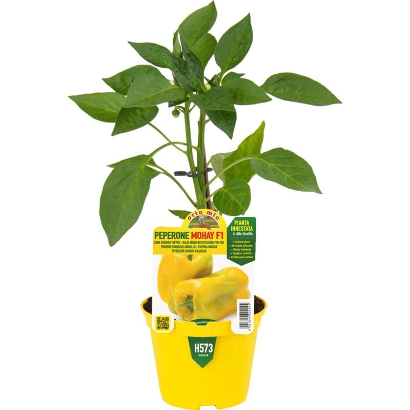 foto del prodotto peperone innestato giallo v10 ortomio