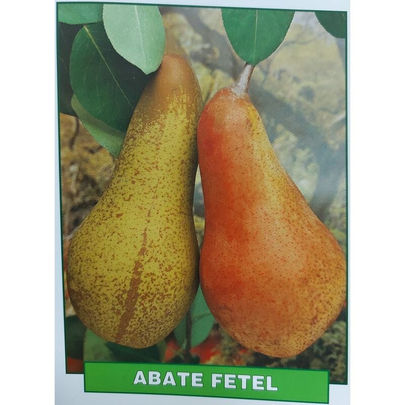 foto del prodotto pera abate fetel pianta di 3 anni