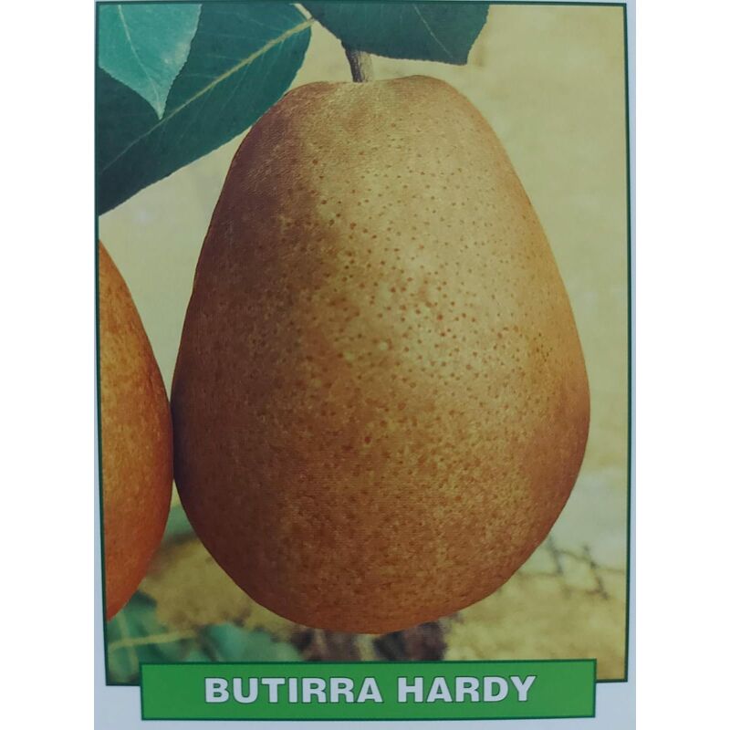 foto del prodotto pera butirra hardy pianta di 3 anni