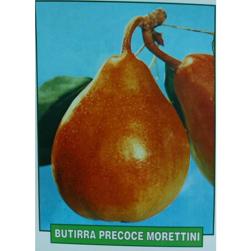 foto del prodotto pera butirra precoce morettini pianta di 3 anni