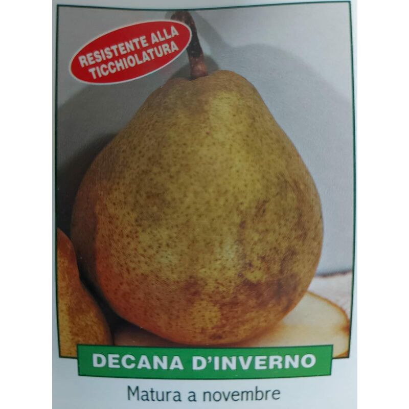 foto del prodotto pera decana d inverno pianta di 3 anni