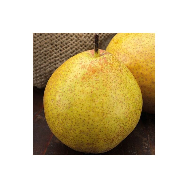 foto del prodotto pera limone pianta di 3 anni 