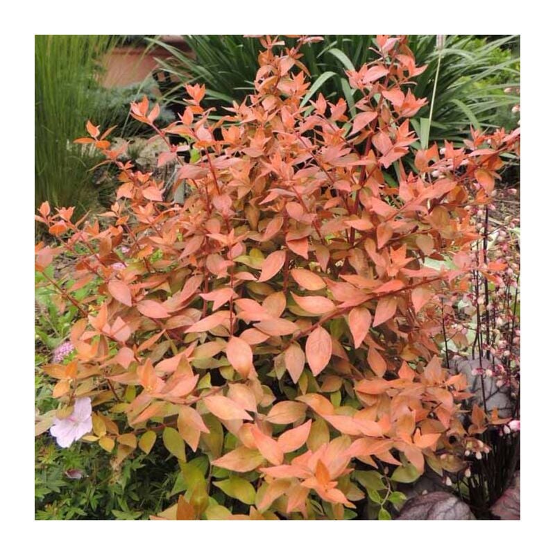 foto del prodotto peragashop 1 pianta di abelia grandiflora caramel vaso 20cm piante da esterno