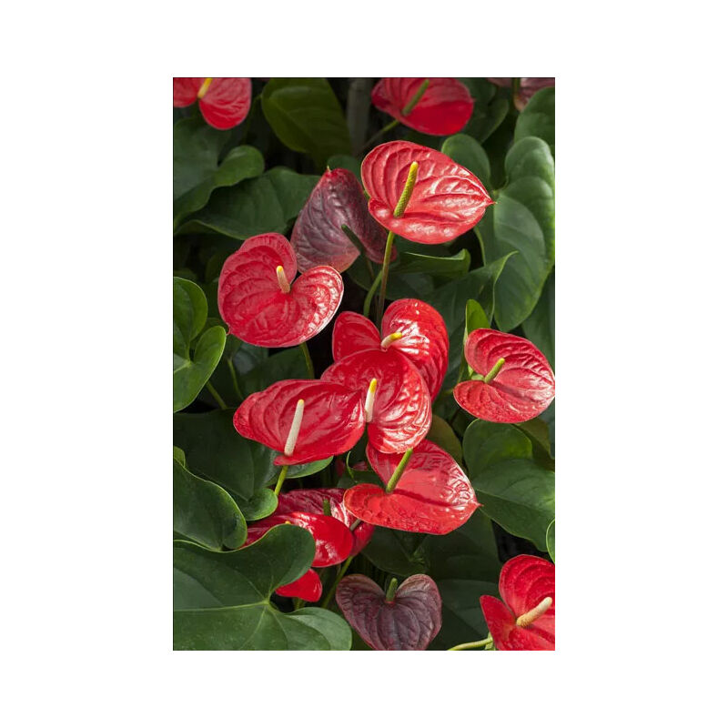 foto del prodotto peragashop 1 pianta di anthurium karma rosso in vaso 12cm da interno appartamento anturio