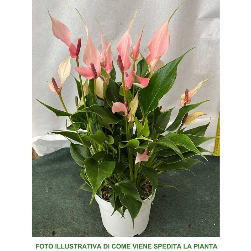 foto del prodotto peragashop 1 pianta di anthurium lilli in vaso 14cm da interno appartamento anturio