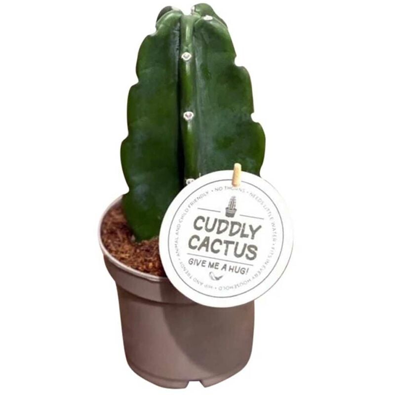 foto del prodotto peragashop 1 pianta di cactus cuddly vaso 12cm senza spine