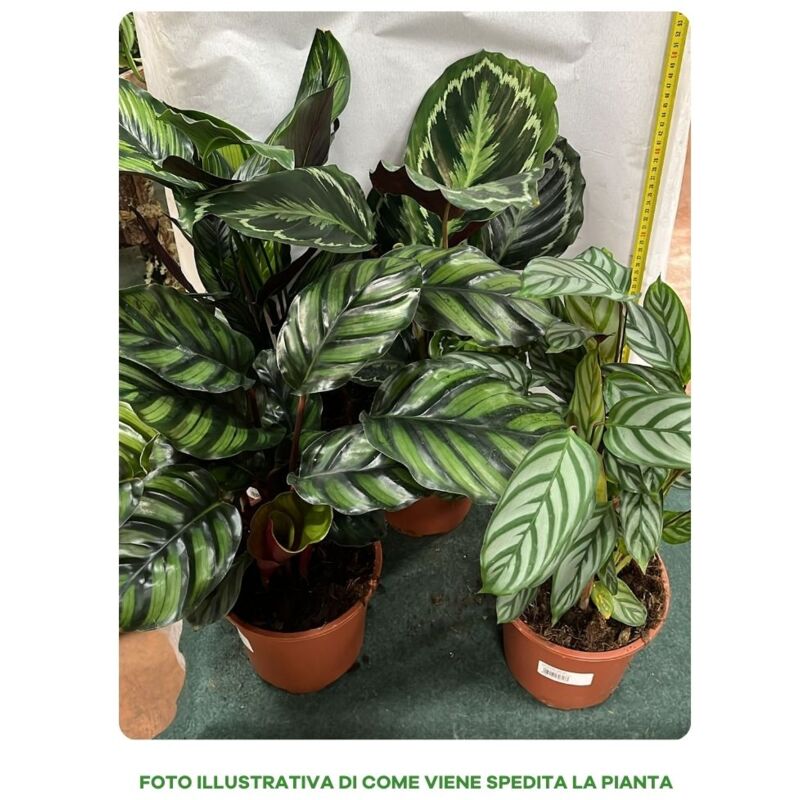 foto del prodotto peragashop 1 pianta di calathea in varieta in vaso 17cm assortito da interno appartamento anitinquinamento